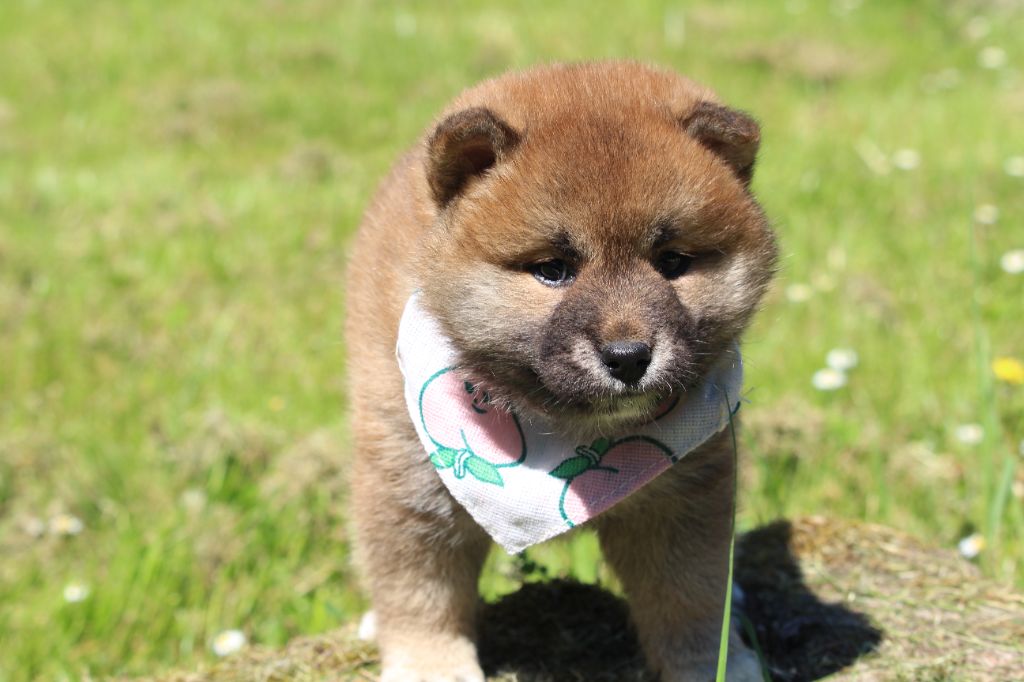 De l'orée du bois de la raminerie - Chiots disponibles - Shiba