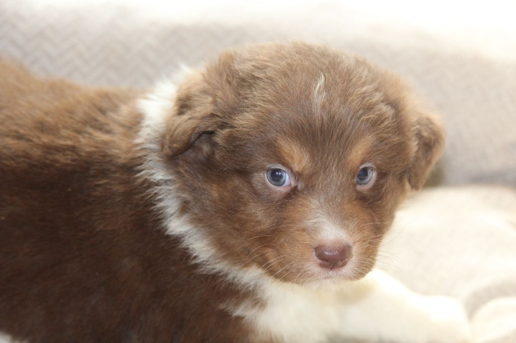 De l'orée du bois de la raminerie - Chiots disponibles - Berger Australien