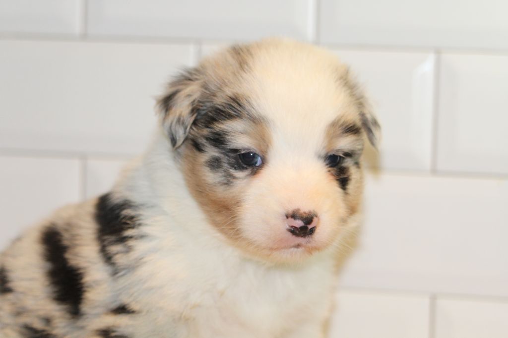 De l'orée du bois de la raminerie - Chiots disponibles - Berger Australien