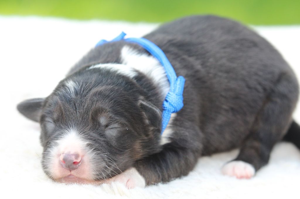 De l'orée du bois de la raminerie - Chiots disponibles - Berger Australien