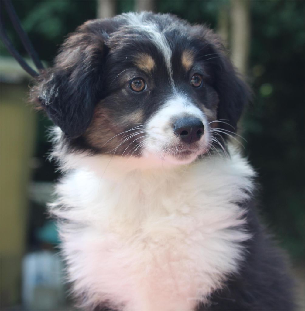 De l'orée du bois de la raminerie - Chiots disponibles - Berger Australien