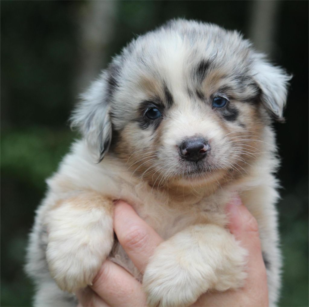 De l'orée du bois de la raminerie - Chiots disponibles - Berger Australien