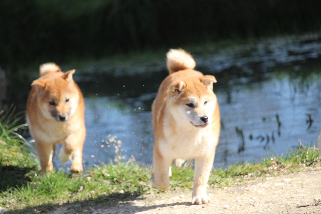 Chiot Shiba De l'orée du bois de la raminerie