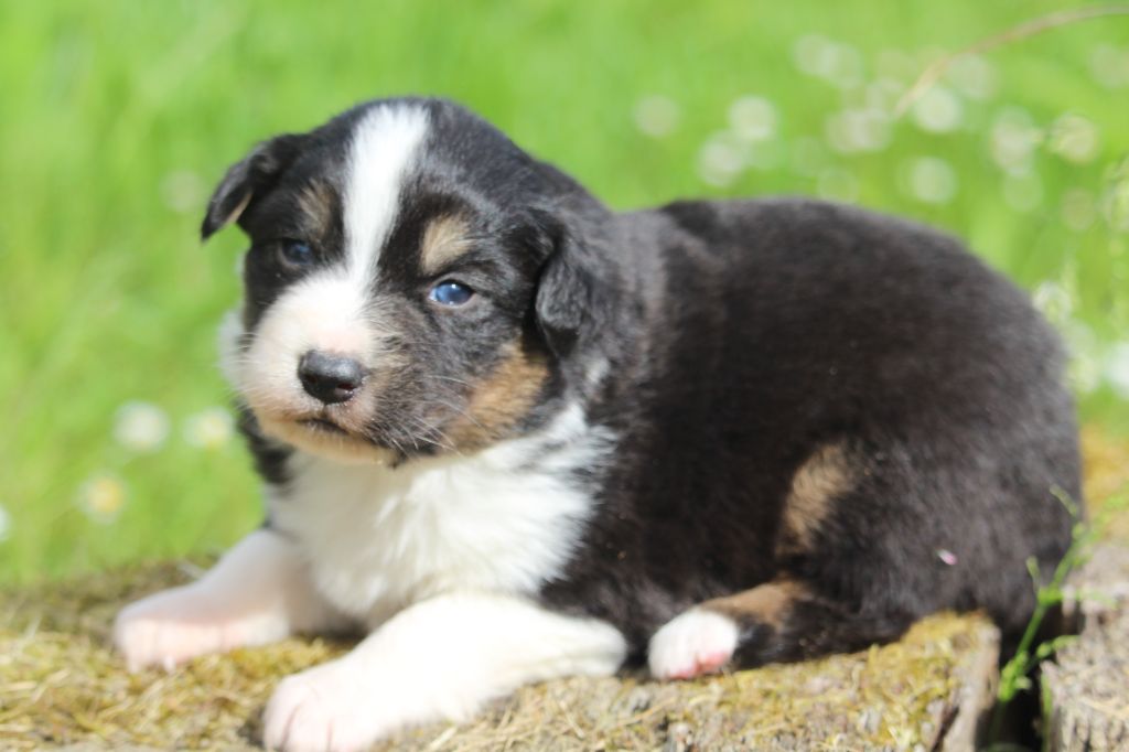 De l'orée du bois de la raminerie - Chiots disponibles - Berger Australien