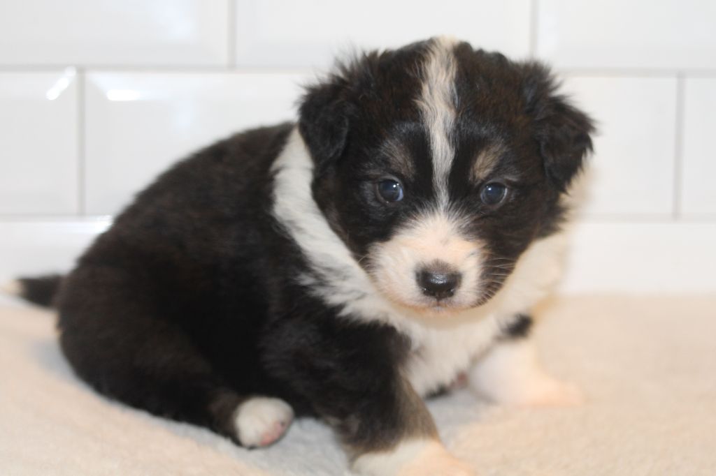 De l'orée du bois de la raminerie - Chiots disponibles - Berger Australien
