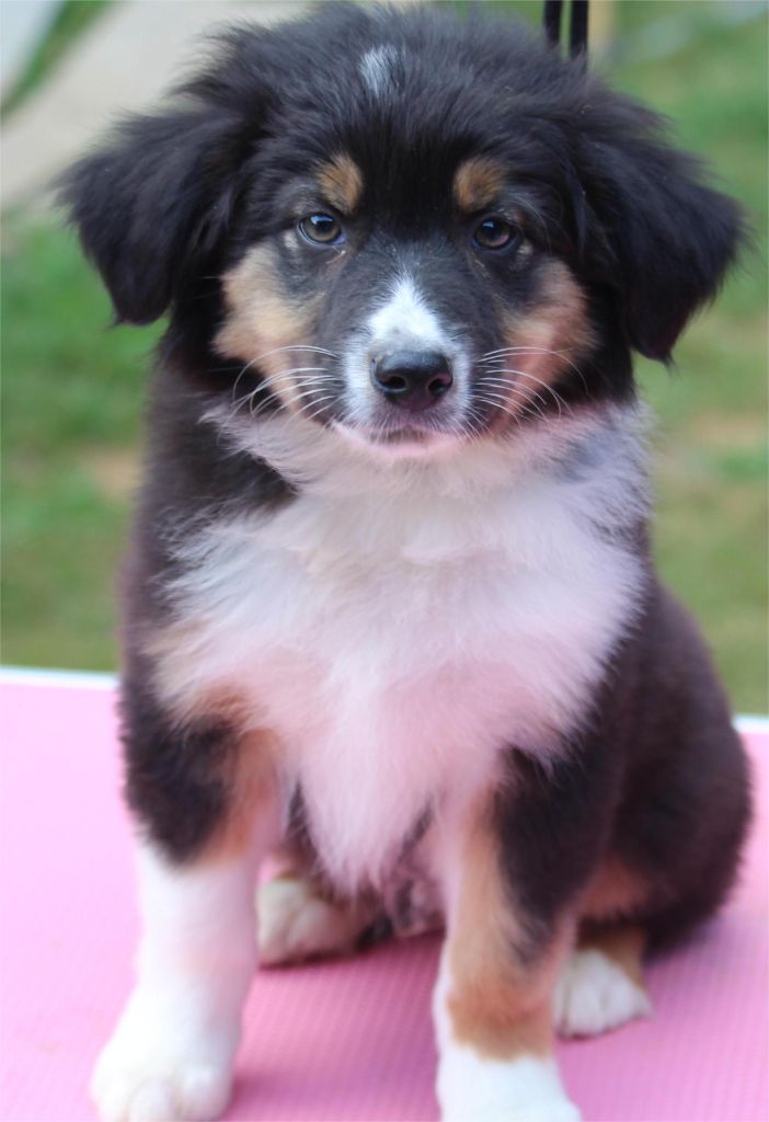 De l'orée du bois de la raminerie - Chiots disponibles - Berger Australien