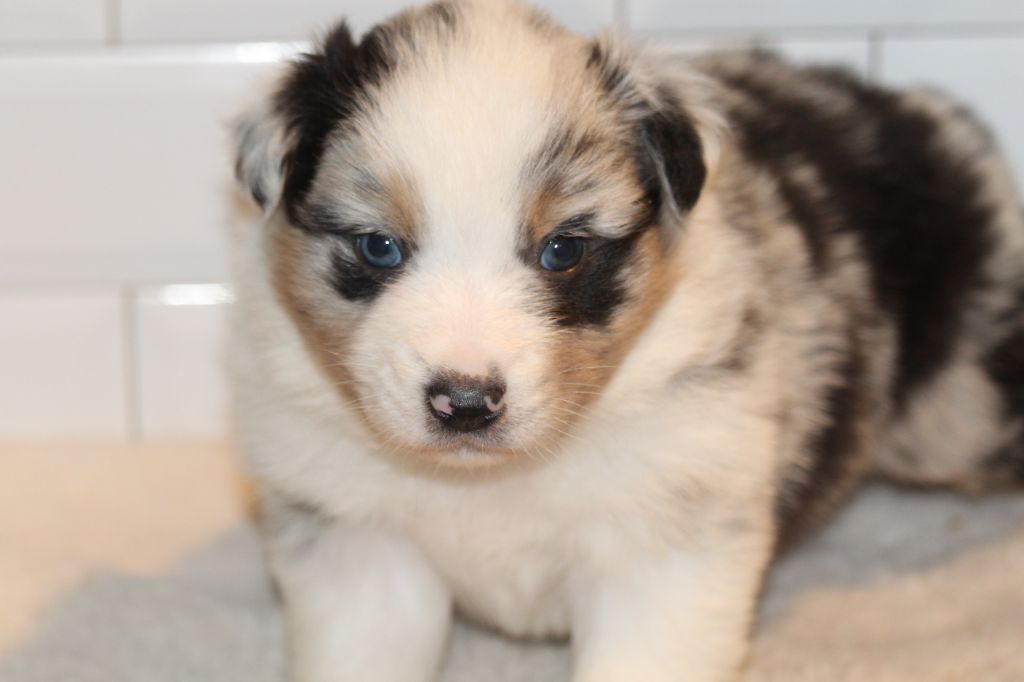 De l'orée du bois de la raminerie - Chiots disponibles - Berger Australien