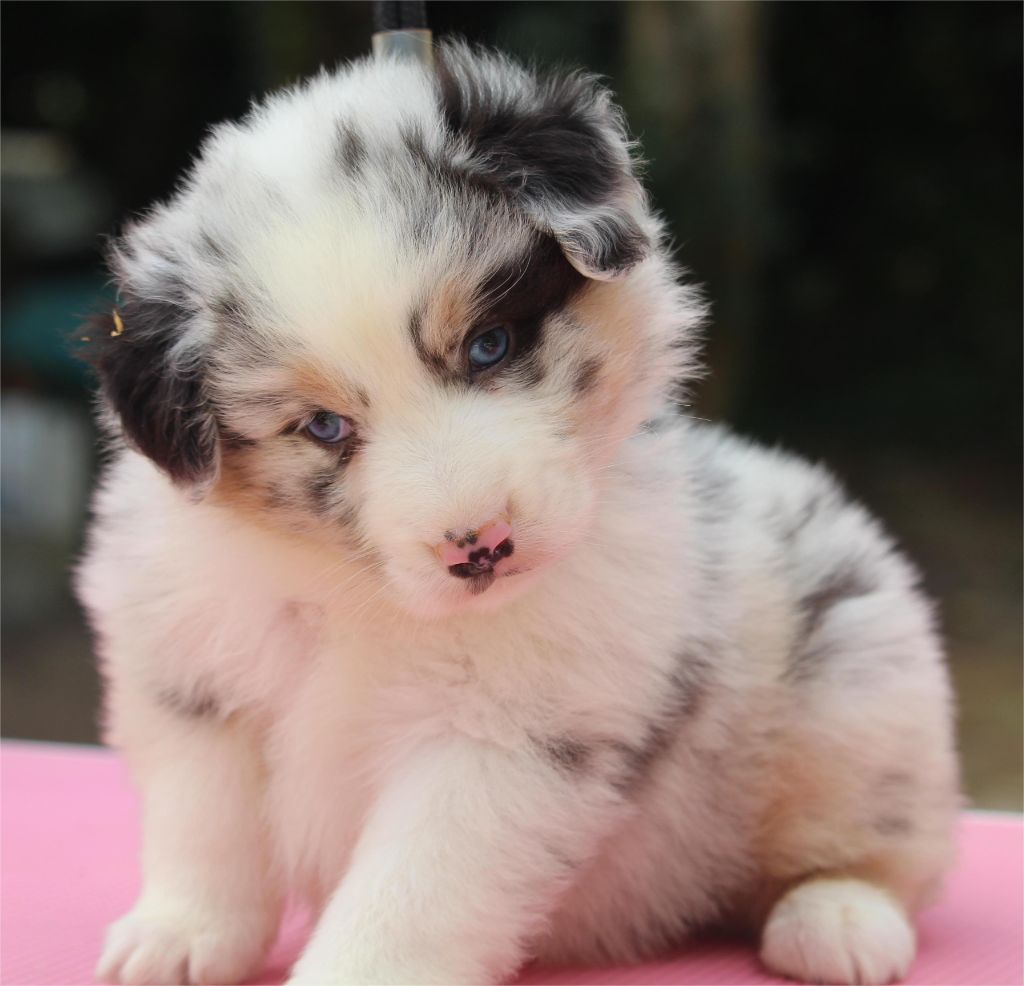 De l'orée du bois de la raminerie - Chiots disponibles - Berger Australien