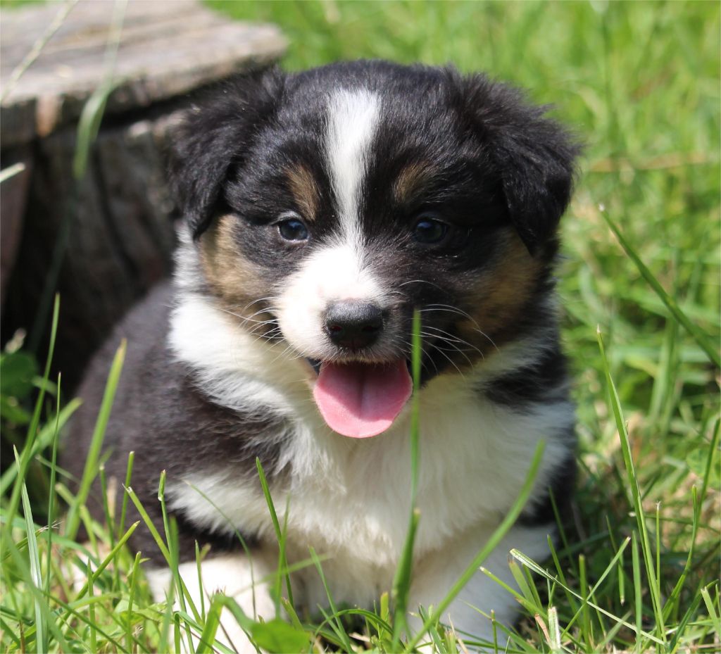 De l'orée du bois de la raminerie - Chiots disponibles - Berger Australien