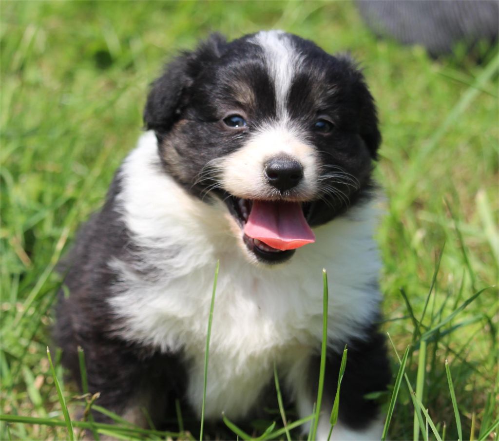 De l'orée du bois de la raminerie - Chiots disponibles - Berger Australien